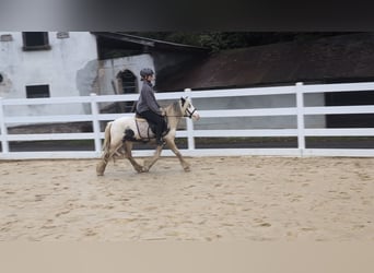 Tinker, Caballo castrado, 3 años, 125 cm, Pío