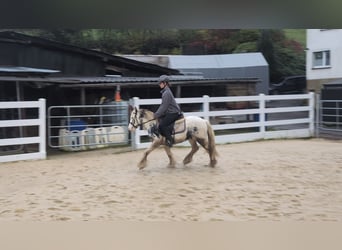 Tinker, Caballo castrado, 3 años, 125 cm, Pío