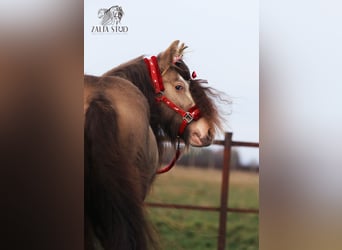 Tinker, Caballo castrado, 3 años, 130 cm, Perla