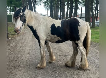 Tinker, Caballo castrado, 3 años, 130 cm, Pío