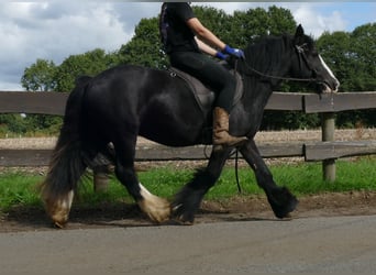 Tinker, Caballo castrado, 3 años, 135 cm, Negro