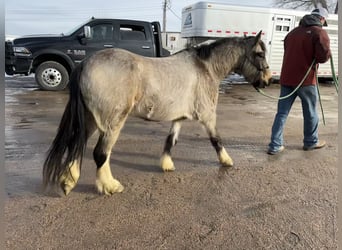 Tinker Mestizo, Caballo castrado, 3 años, 137 cm, Buckskin/Bayo