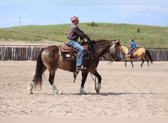 Tinker Mestizo, Caballo castrado, 3 años, 137 cm, Buckskin/Bayo
