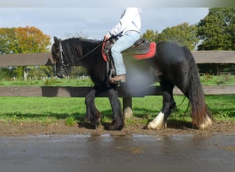 Tinker, Caballo castrado, 3 años, 137 cm, Negro