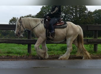 Tinker, Caballo castrado, 3 años, 137 cm, Palomino