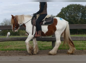 Tinker, Caballo castrado, 3 años, 138 cm, Pío