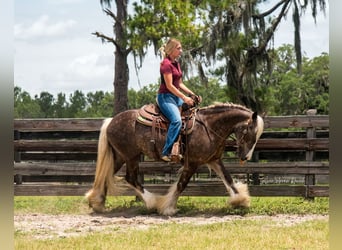 Tinker, Caballo castrado, 3 años, 140 cm