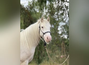 Tinker, Caballo castrado, 3 años, 140 cm, Cremello