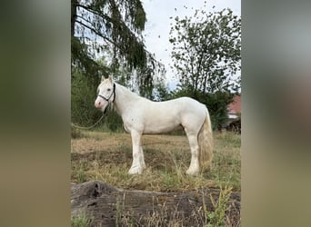 Tinker, Caballo castrado, 3 años, 140 cm, Cremello