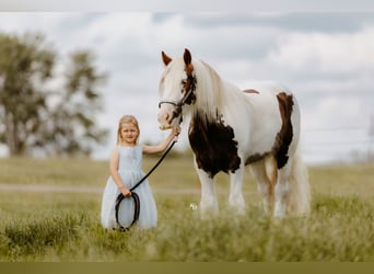 Tinker, Caballo castrado, 3 años, 142 cm, Tobiano-todas las-capas