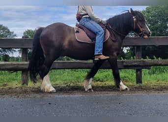 Tinker, Caballo castrado, 3 años, 143 cm, Negro