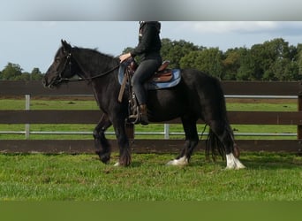 Tinker, Caballo castrado, 3 años, 143 cm, Negro