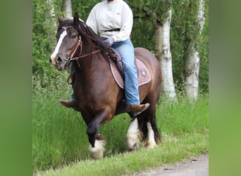 Tinker, Caballo castrado, 3 años, 143 cm, Negro