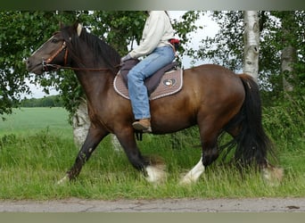 Tinker, Caballo castrado, 3 años, 143 cm, Negro