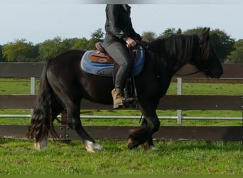 Tinker, Caballo castrado, 3 años, 143 cm, Negro
