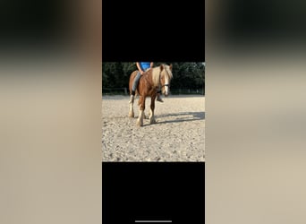 Tinker Mestizo, Caballo castrado, 3 años, 144 cm, Alazán