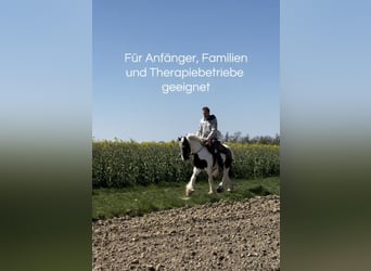 Tinker, Caballo castrado, 3 años, 145 cm, Pío