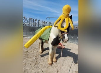 Tinker, Caballo castrado, 3 años, 145 cm, Pío