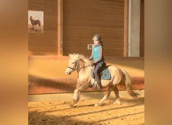 Tinker, Caballo castrado, 3 años, 146 cm, Palomino