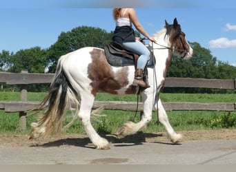 Tinker, Caballo castrado, 3 años, 149 cm, Pío