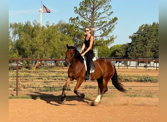 Tinker, Caballo castrado, 3 años, 150 cm, Castaño rojizo