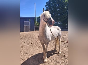 Tinker, Caballo castrado, 3 años, 150 cm, Tordo
