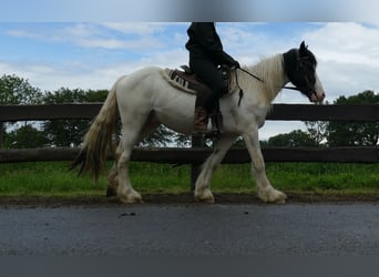 Tinker, Caballo castrado, 3 años, 151 cm, Pío