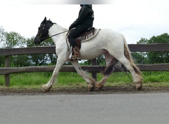 Tinker, Caballo castrado, 3 años, 151 cm, Pío