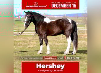 Tinker Mestizo, Caballo castrado, 3 años, 152 cm, Pío