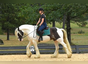 Tinker, Caballo castrado, 3 años, 152 cm, Tobiano-todas las-capas