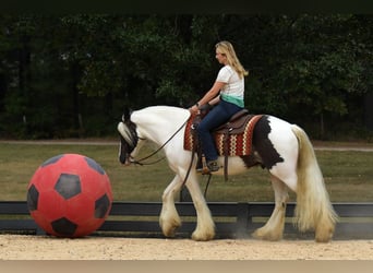 Tinker, Caballo castrado, 3 años, 152 cm, Tobiano-todas las-capas