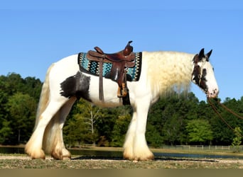 Tinker, Caballo castrado, 3 años, 152 cm, Tobiano-todas las-capas