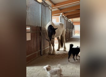 Tinker Mestizo, Caballo castrado, 3 años, 155 cm, Pío