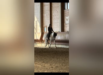 Tinker Mestizo, Caballo castrado, 3 años, 155 cm, Pío