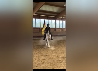 Tinker Mestizo, Caballo castrado, 3 años, 155 cm, Pío
