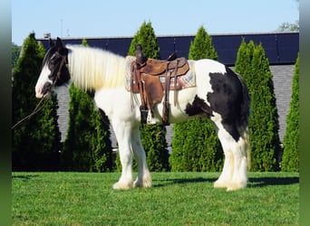 Tinker, Caballo castrado, 3 años, 157 cm