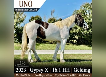 Tinker Mestizo, Caballo castrado, 3 años, 165 cm, Tobiano-todas las-capas