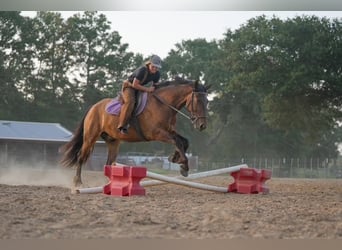 Tinker Mestizo, Caballo castrado, 3 años, Castaño rojizo