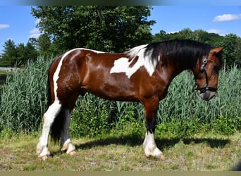 Tinker Mestizo, Caballo castrado, 3 años, Pío