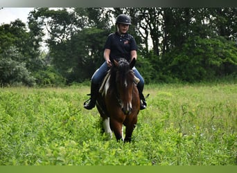 Tinker Mestizo, Caballo castrado, 3 años, Pío