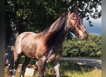 Tinker Mestizo, Caballo castrado, 3 años, Ruano azulado