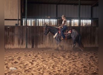 Tinker Mestizo, Caballo castrado, 3 años, Ruano azulado