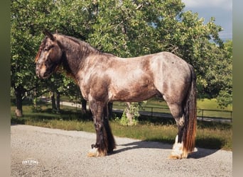 Tinker Mestizo, Caballo castrado, 3 años, Ruano azulado