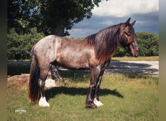 Tinker Mestizo, Caballo castrado, 3 años, Ruano azulado