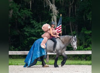 Tinker Mestizo, Caballo castrado, 3 años, Tordo
