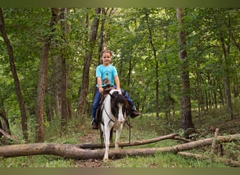 Tinker Mestizo, Caballo castrado, 4 años, 102 cm, Pío