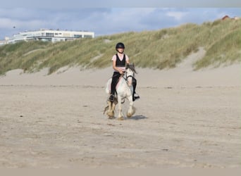 Tinker, Caballo castrado, 4 años, 118 cm