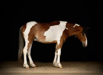 Tinker, Caballo castrado, 4 años, 122 cm