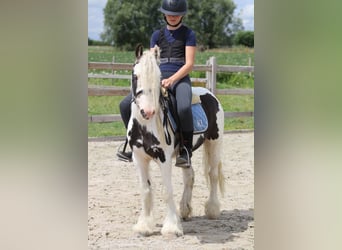 Tinker, Caballo castrado, 4 años, 122 cm, Pío