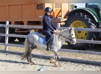 Tinker, Caballo castrado, 4 años, 123 cm, Porcelana
